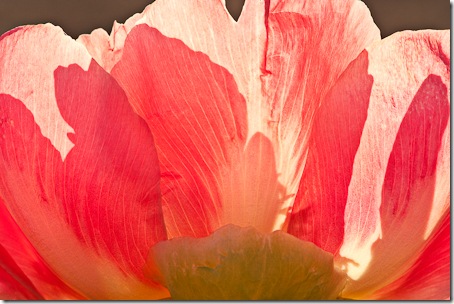 Peony close up