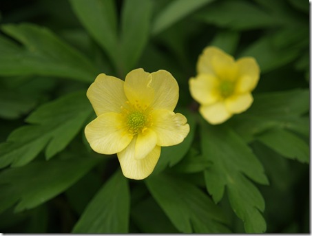 4 anemone x lipsiensis