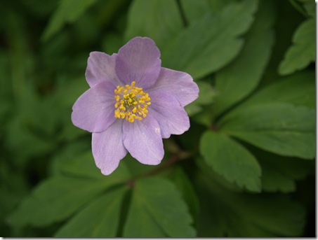 5 anemone nemorosa 'robinsoniana'