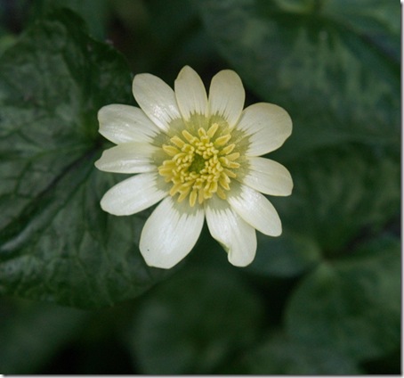 7 ranunculus ficaria salmon's white (1)