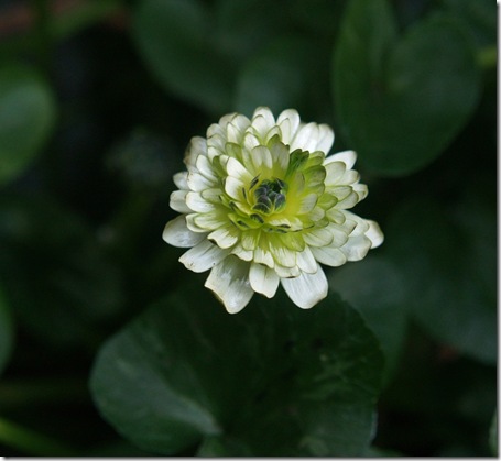 8 ranunculus ficaria alba plena (1)