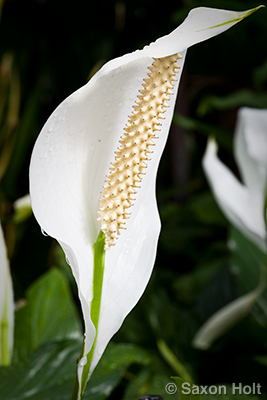 peace lily