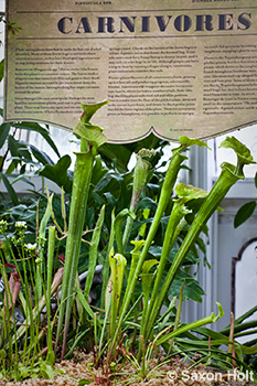 carnivorous plant exhibit