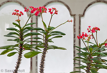 Euphorbia at Conservatory of Flowers Wicked plants exhibit