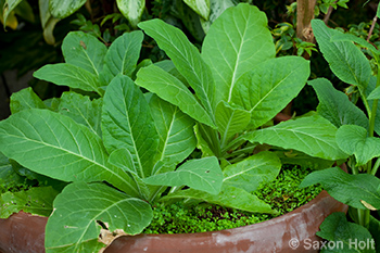 Tobacco Plant in Wicked Plants Exhibit