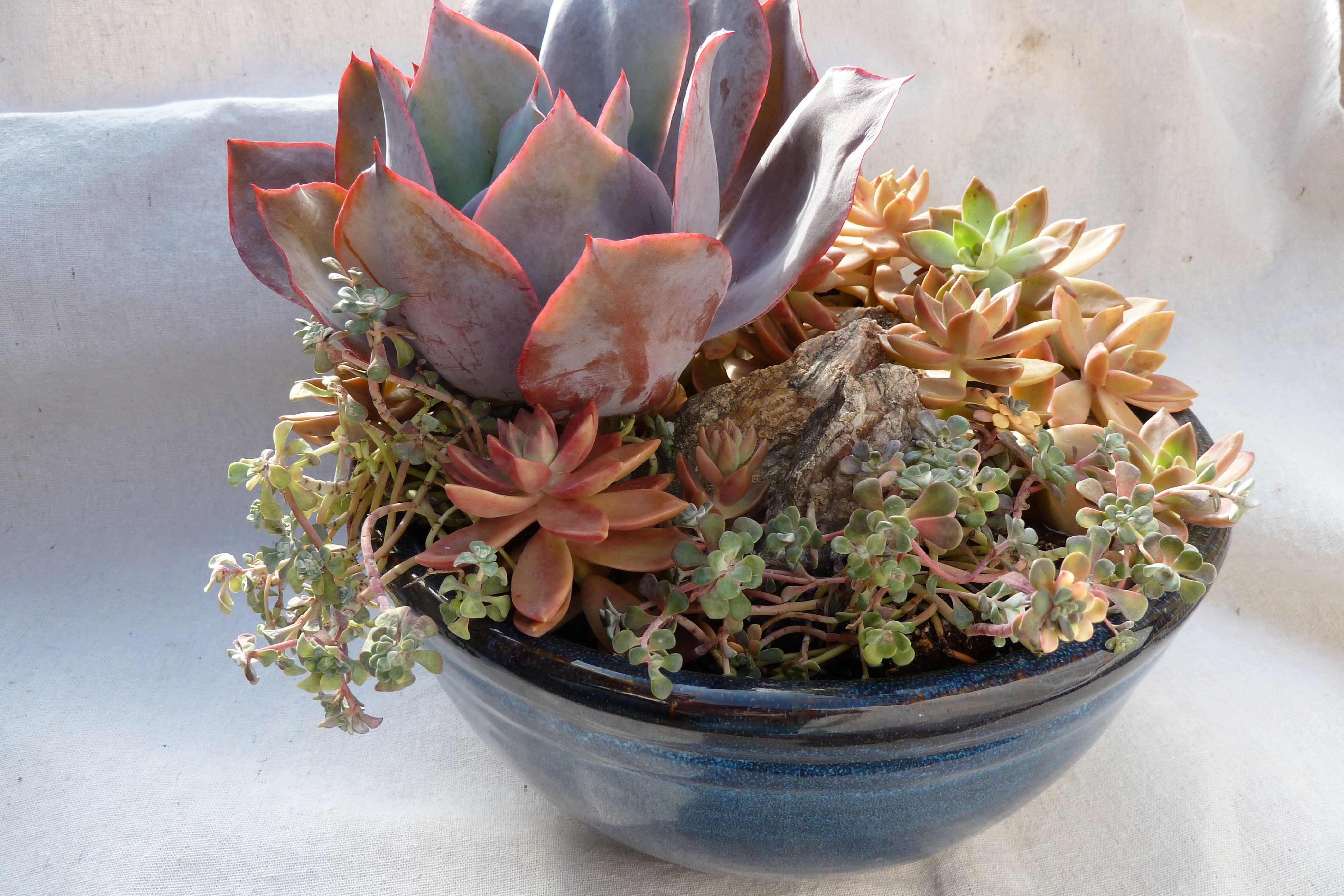 How to Fluff Your Succulents