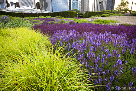 wide view of Lurie Garden