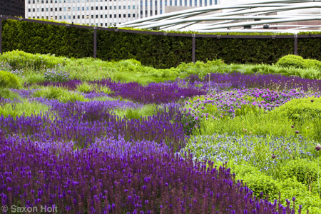 River of meadow sage in Lurie garden