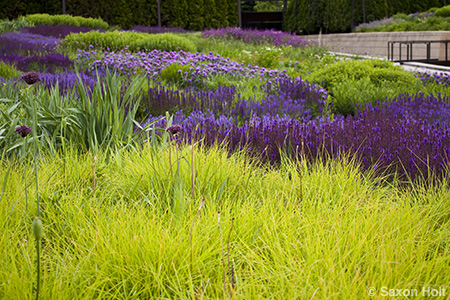 blocks of sesleria and sage in Lurie garden