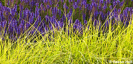 panorama, sesleria and salvia in Lurie garden