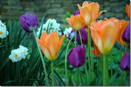 1-cutting garden-early spring-close up