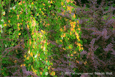 blurred foliage