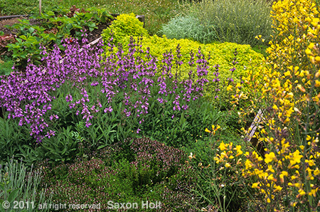 herb garden with flowering sage