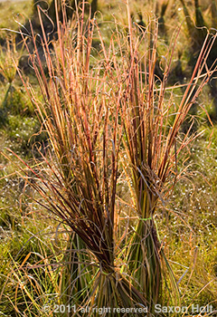 Vetiver Grass (Vetiveria zizanoides) backlit photo
