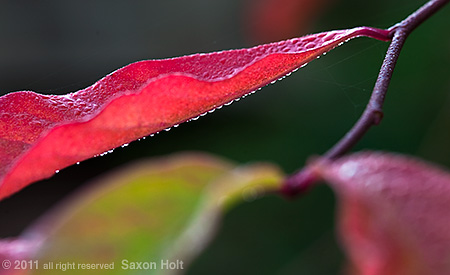 Tupelo, nyssa sylvatica leaf fall color