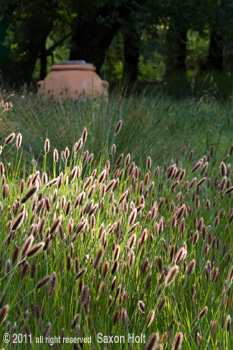 vertical photo pennisetum red bunny tails