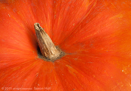 macro photo of orange heirloom pumpkin