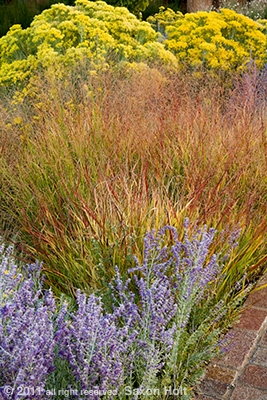vertcial photo gardens in autumn with panic grass, Museum Hill Santa Fe