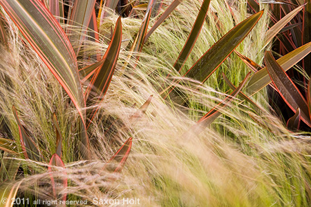 Phormium and feather grass in garden