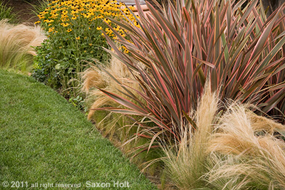 phormium and feather grass in garden border