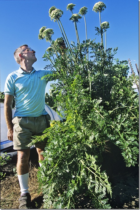 John Evans lives inthe Matanuska Valley near Anchorage and grows giant vegetables like this Guinness world record carrot that weighed 19 pounds.