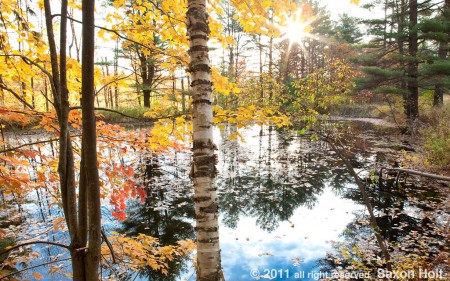Autumn pond - Proctorsville, Vermont