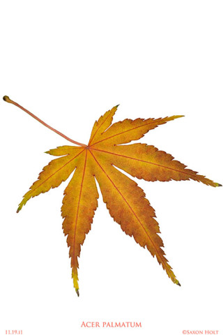 maple tree leaf silhouette