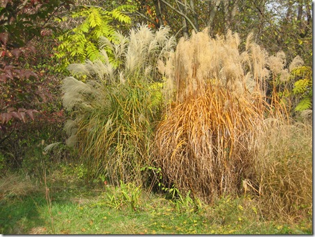 November 2005 -grasses-2