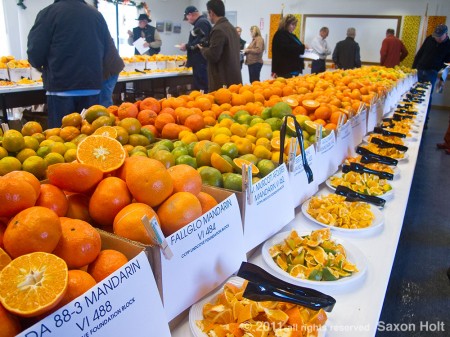 citrus tasting at Lindcove