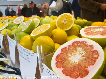 pomello tasting