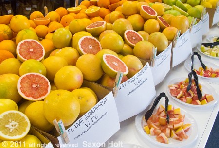 grapefruit tasting