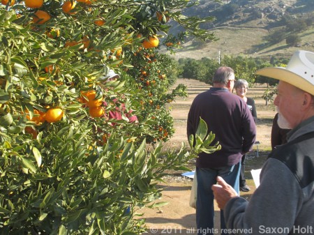 citrus farmers