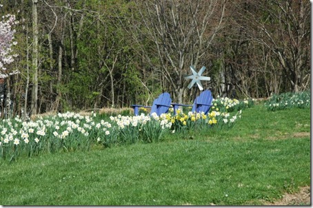 meadow in spring