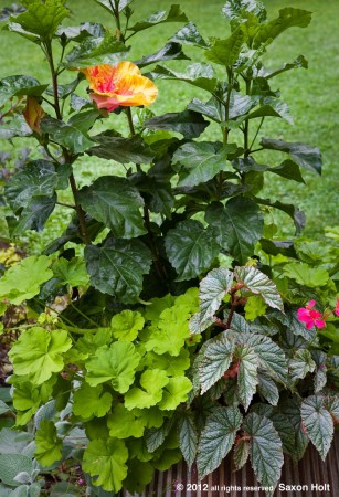 container with hibiscus 'The Path'