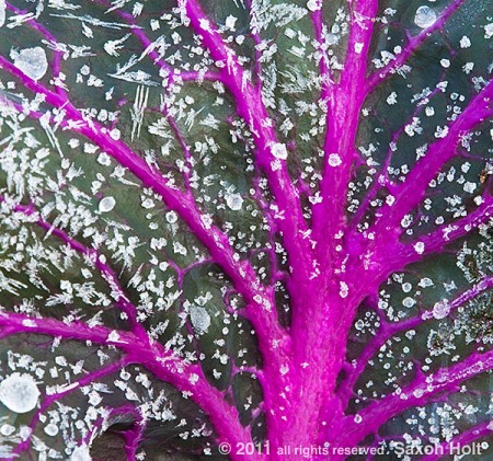 frost crystals on kale leaf
