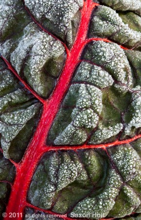 red stem chard frost leaf