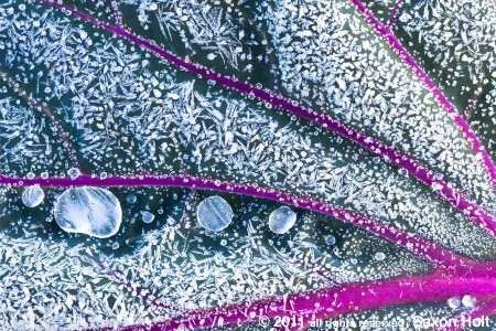 frost on kale leaf