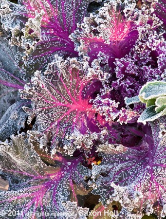frost on kale leaves