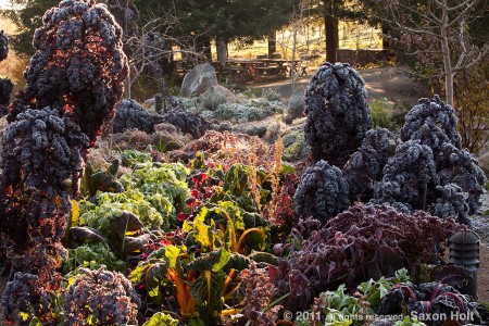 lynmar garden waking on a cold morning