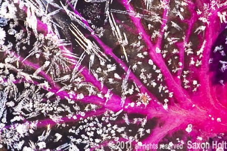 details of frost crystals on kale leaf
