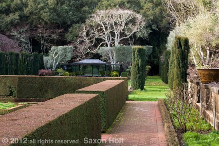 trees hedges, shrubs pruned in Filoli swimming pool garden north side