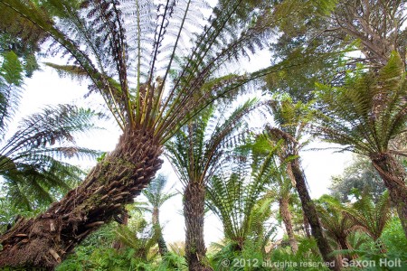 fern golden gate park