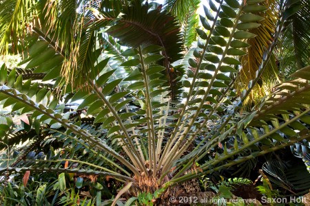 Modjadji Cycad, Encephalartos transvenosus 