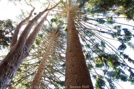 norfolk island pine, 