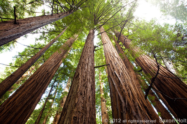 redwood trees, muir woods