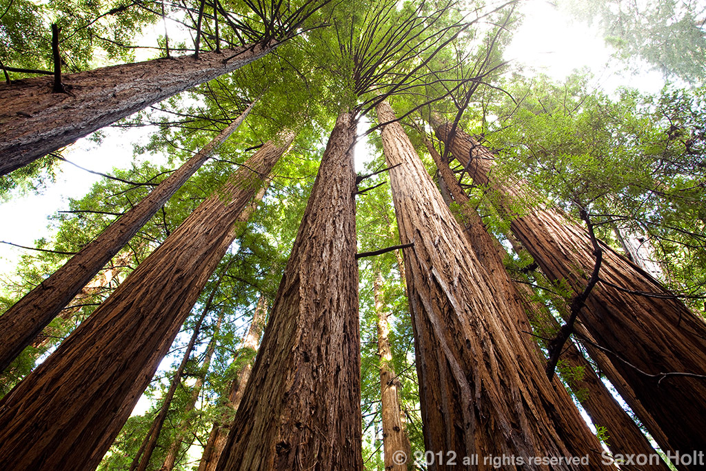 redwood trees, muir woods