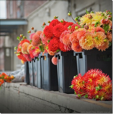 50MileBouquet_DansDahlias