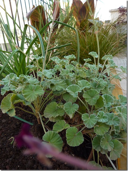 P1050751..pelargonium on rooftop-may 2012