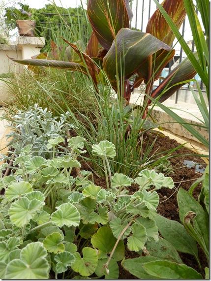 Rooftop---newly Planted-May 2012----rudbeckia, pelargonium, grasses, canna