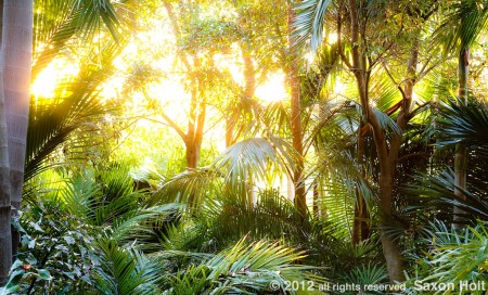 morning light on palms in worth garden